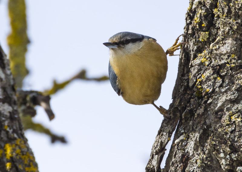 Picchio muratore, Sitta europaea